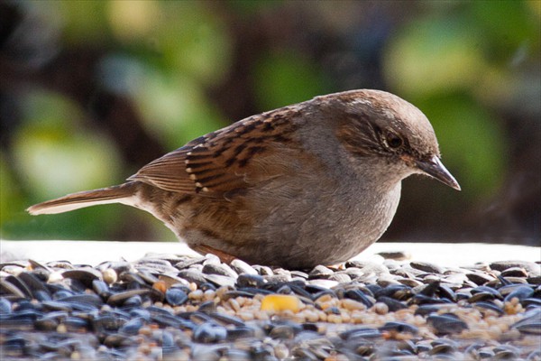 Dunnock
