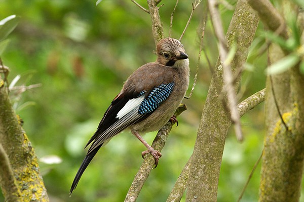 Jay