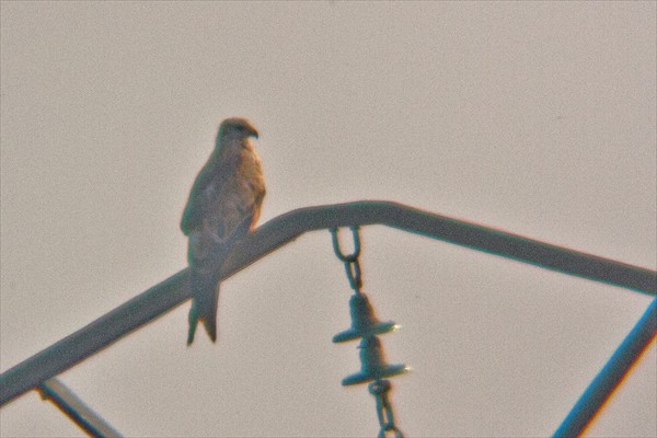 Red Kite
