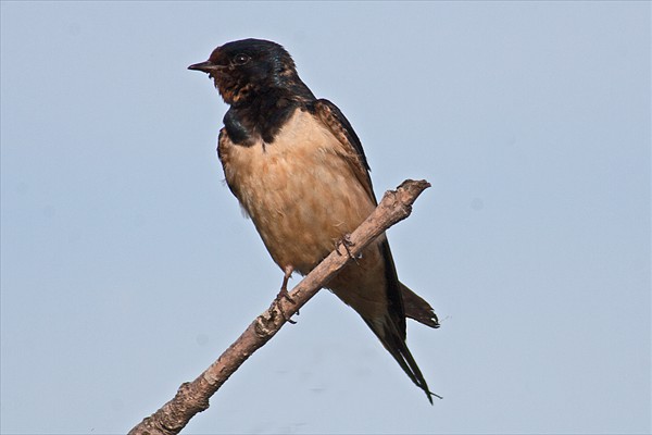 Swallow