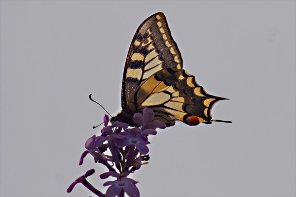 Common Swallowtail