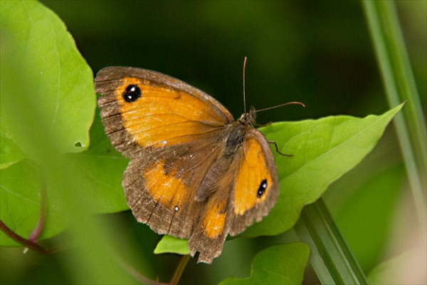 Gatekeeper
