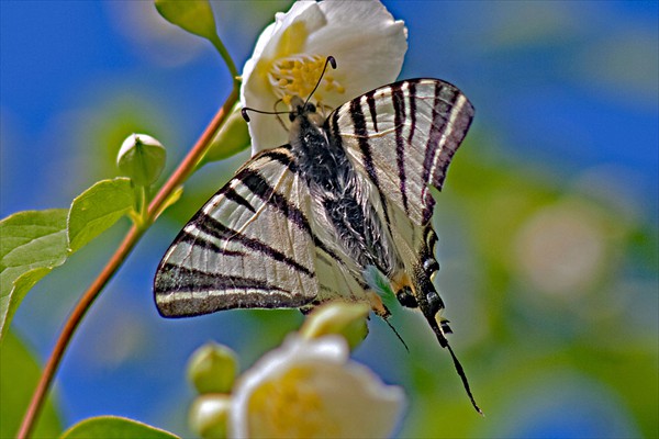 Scarce Swallowtail