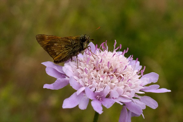 Small Skipper