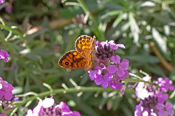 Wall Brown
