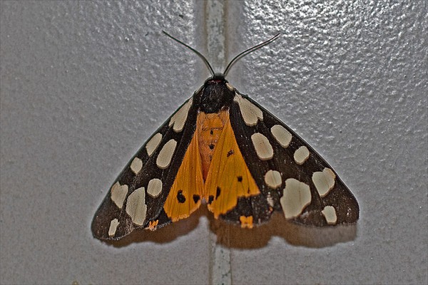 Cream-spot Tiger