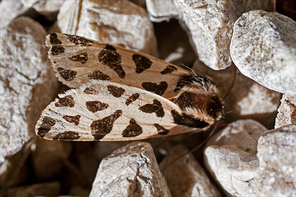 Cymbalophora pudica
