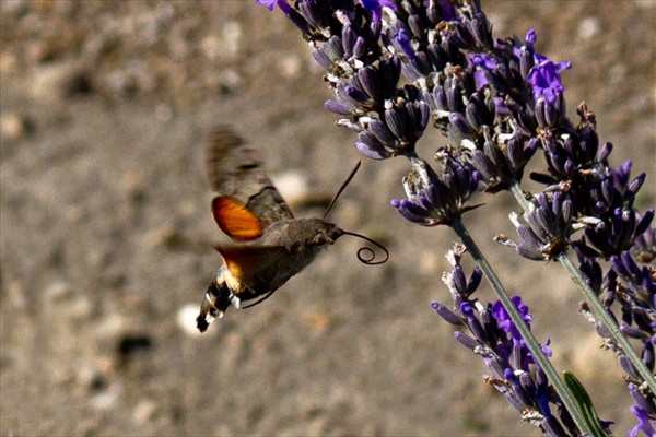Hummingbird Hawkmoth