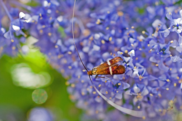 Long-horned Moth