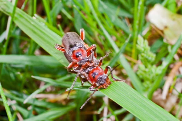 Beetle / Coléoptère (<i>Cantharis rustica</i>)