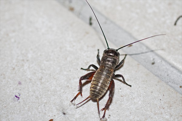Field Cricket (late instar) / Grillon champêtre (larve des derniers stades)