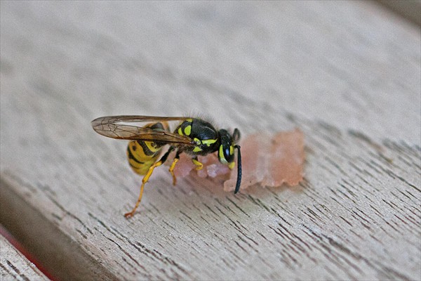 Polistes gallicus