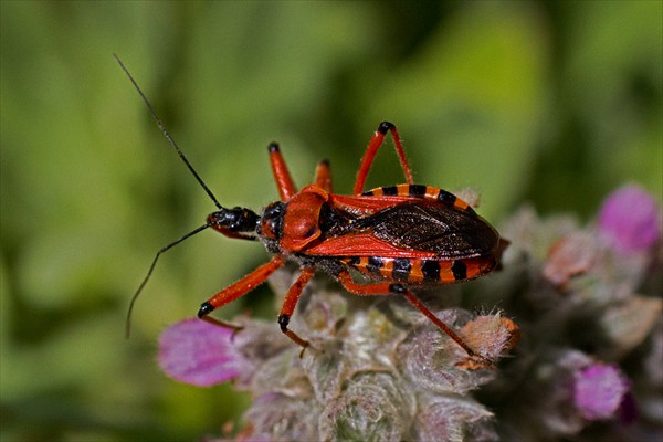 Assassin bug / Réduviidé (<i>Rhinocorus iracundus</i>)