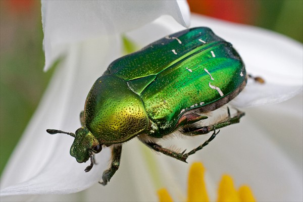 Rose Chafer / Cétoine dorée