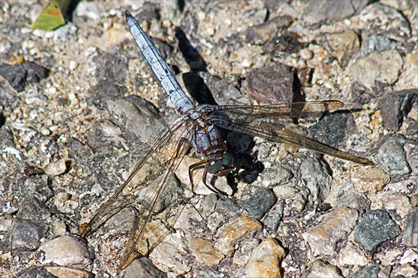 Southern Skimmer / Orthétrum bleuissant