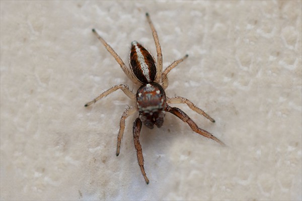 <i>Salticidae</i> sp.