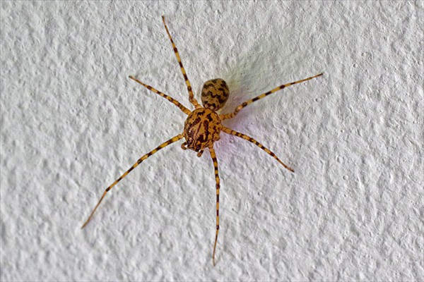 <i>Scytodes thoracica</i>