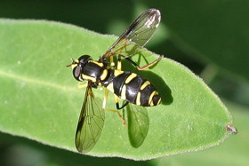lacewing