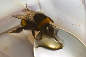 nestbox 