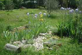 pond