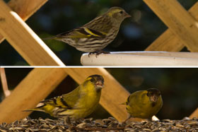 bird-table 
