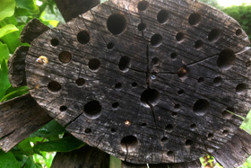 woodpile 