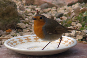 bird