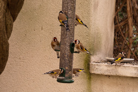 bird 