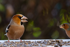bird