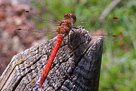 dragonfly
