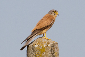 bird of prey