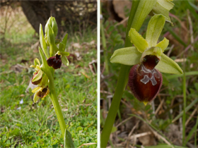 orchids