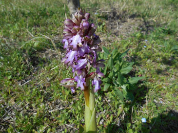 orchids