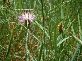 more wild flowers