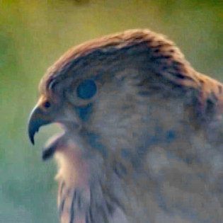 kestrels