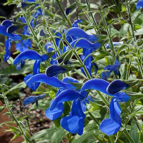 Salvia patens