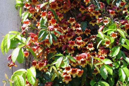 Bignonia capreolata