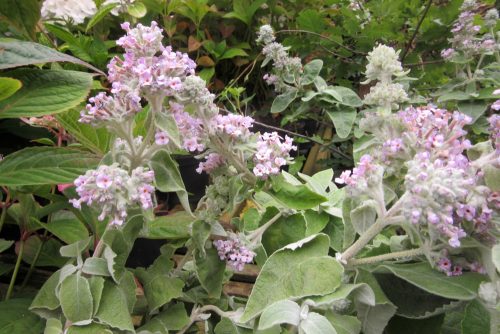 Buddleja crispa