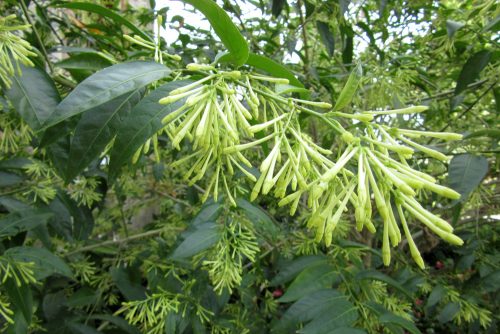 Cestrum nocturnum
