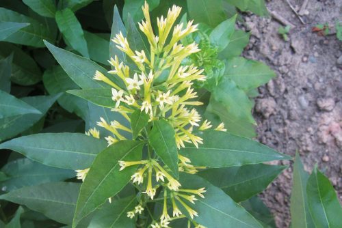 Cestrum parqui