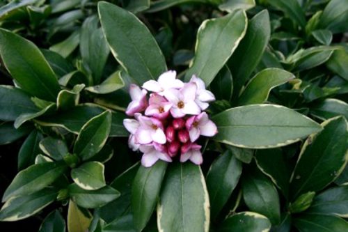Daphne odora