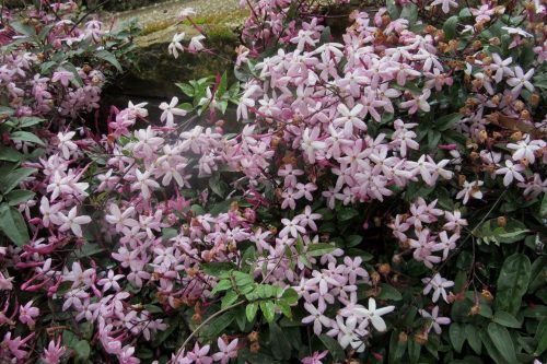 Jasminum polyanthum