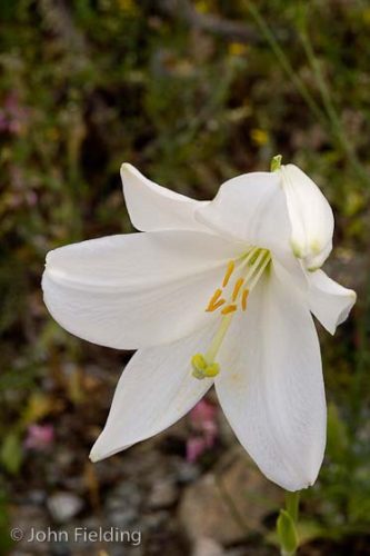 Lilium candidum