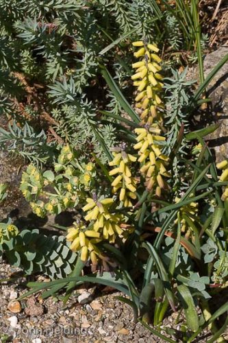 Muscari macrocarpum