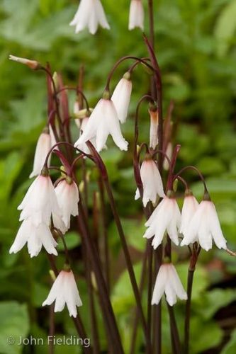 Acis autumnalis