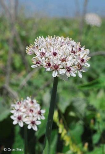 Allium basalticum