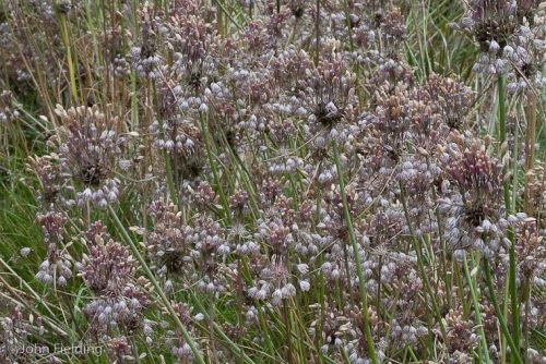Allium sp.