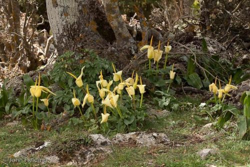 Arum creticum