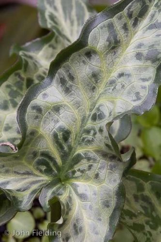 Arum italicum