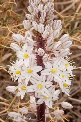 Charybdis maritima